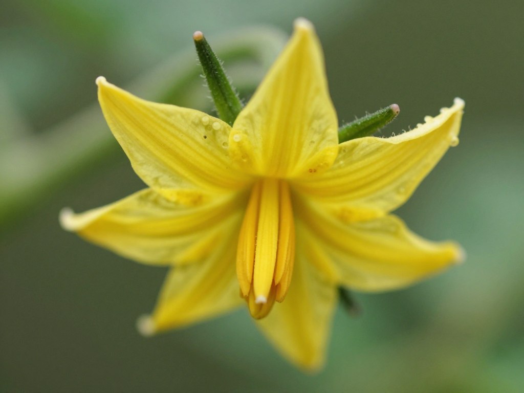 Close-up of tomato flower showing reproductive parts