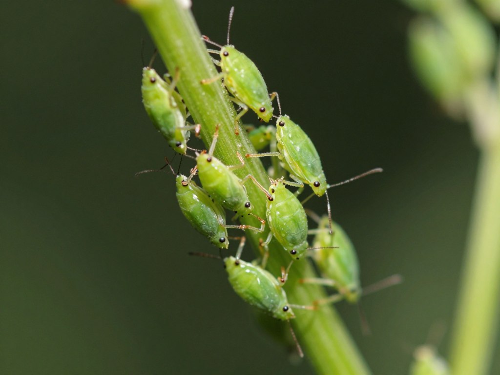 close up macro photography of aphids clustered on herb plant stem